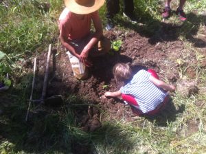 Plantation ICitrouille 21 mai 2016 (11)