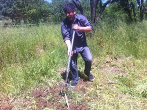 Plantation ICitrouille 21 mai 2016 (3)